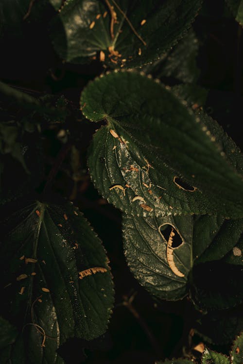 Close-up of Green Leaves in Nature