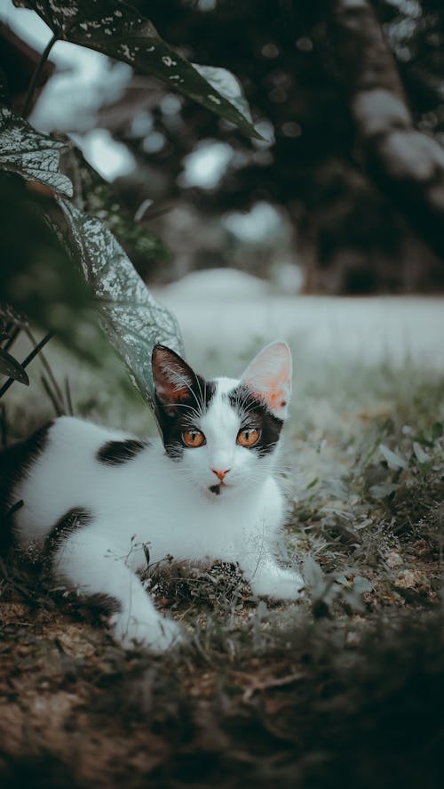 Foto profissional grátis de animais de estimação, deitado, fechar-se