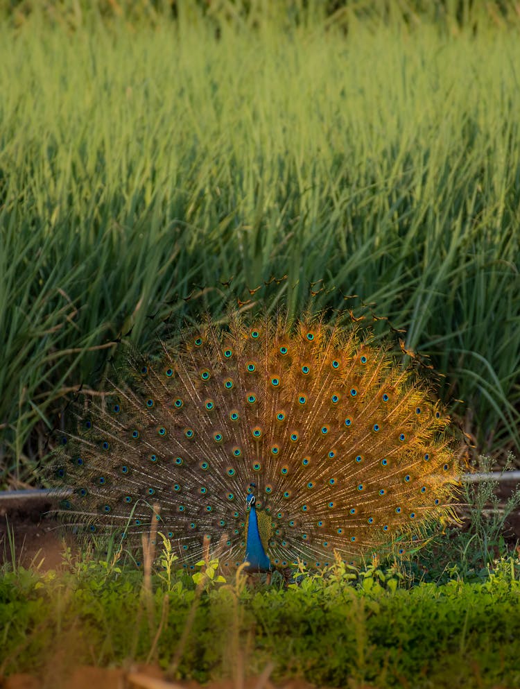 Peacock With A Fanned Out Tail