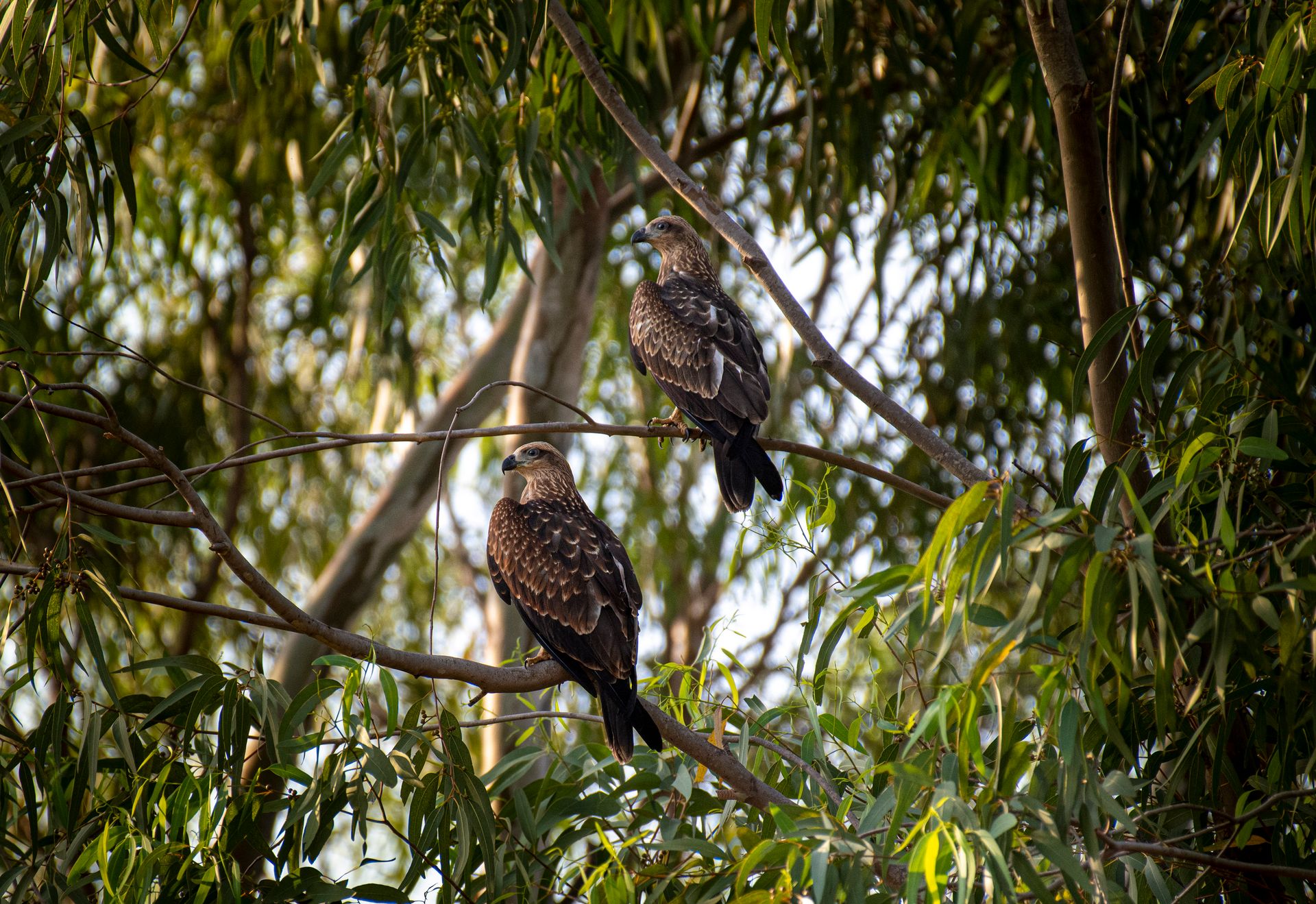 Hawks Perching on Branches