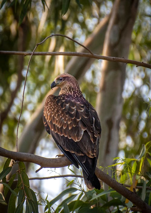 Close up of Hawk