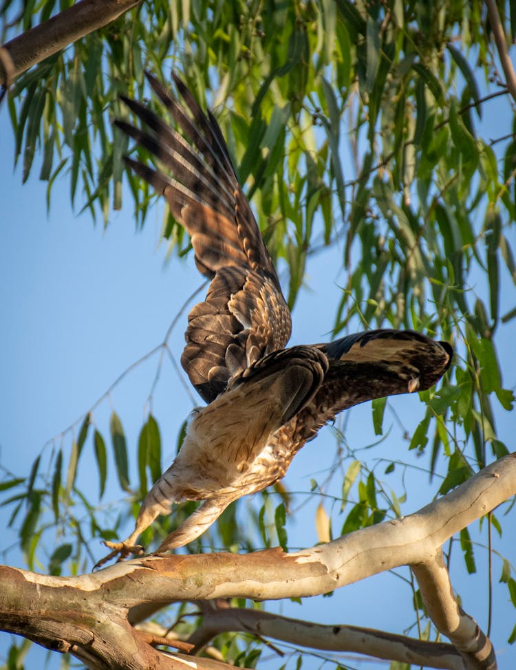 Eagle Landing On Branch