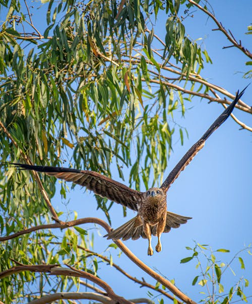 Close-up of an Eagle Flying next to a Tree