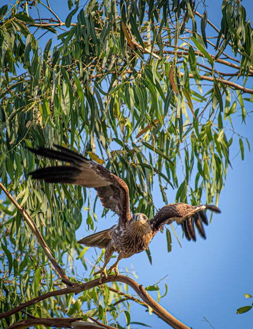 Foto d'estoc gratuïta de àguila, animal, arbre