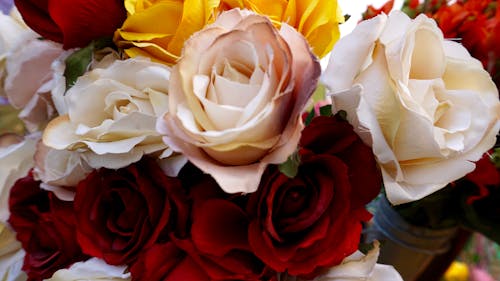 咲く白と赤のバラの花のクローズアップ写真