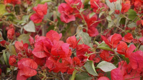 免费 红色花朵 素材图片