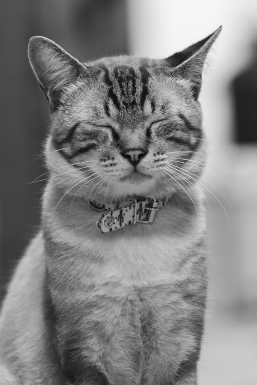 Free Black and white close-up portrait of a relaxed domestic cat with closed eyes and collar. Stock Photo