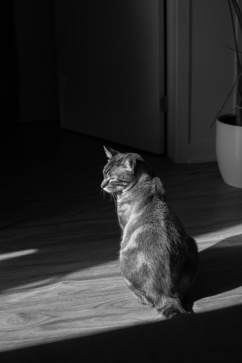 Free A domestic cat sits in a sunbeam, creating a dramatic black and white scene. Stock Photo