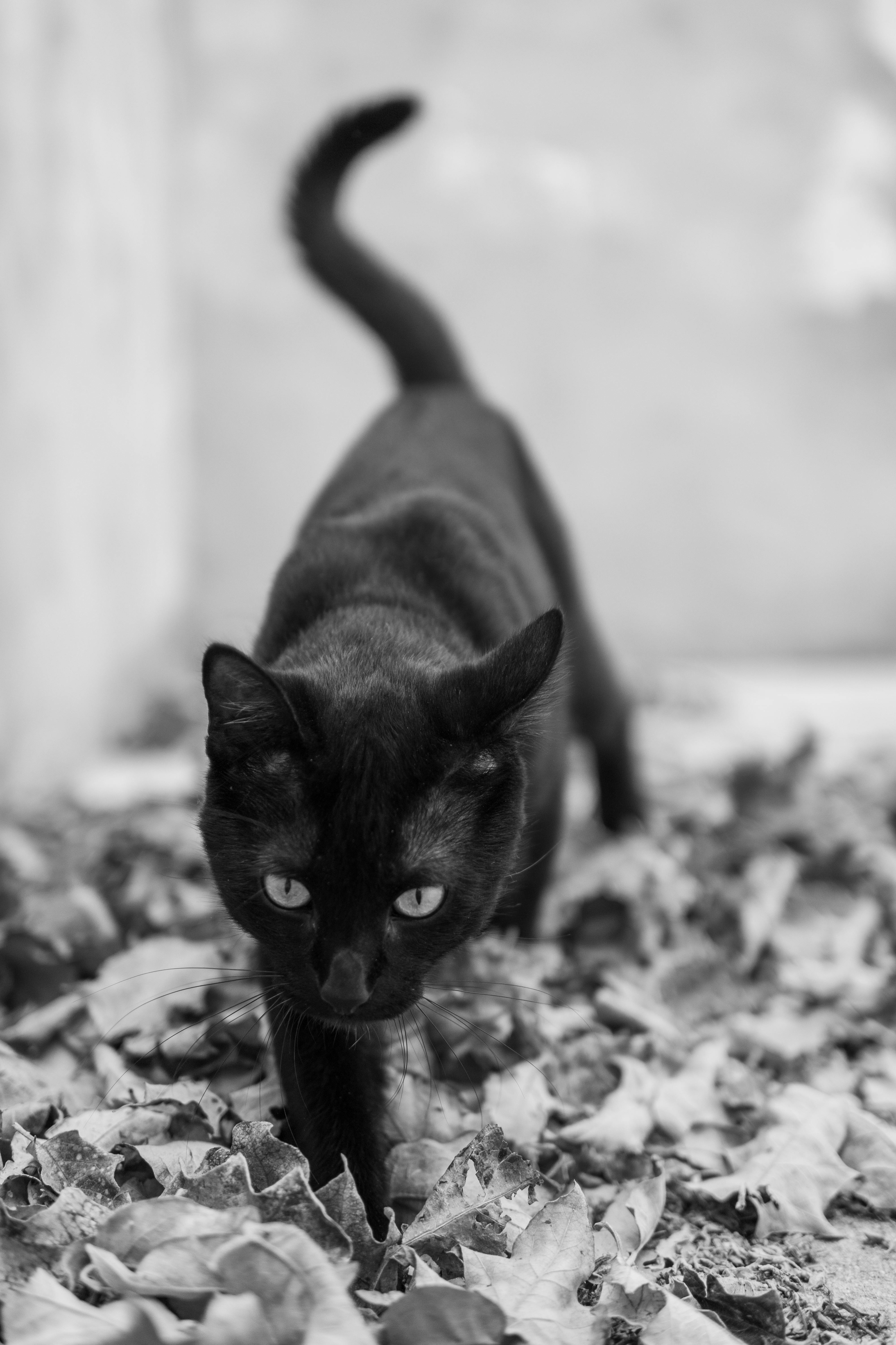 Black cat · Free Stock Photo