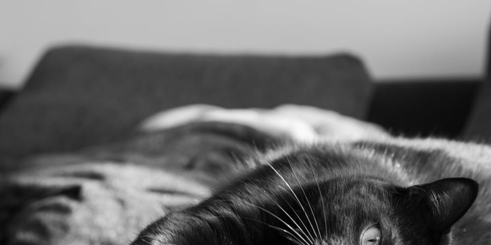 How to Trim Your Cat