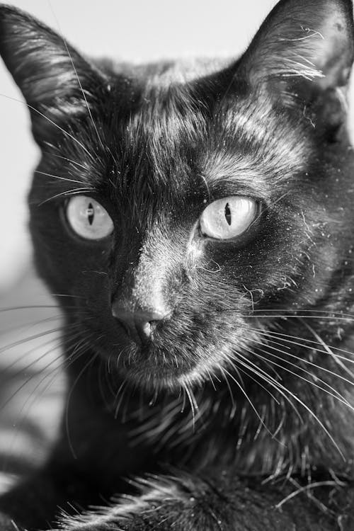 Portrait of a Black Cat 