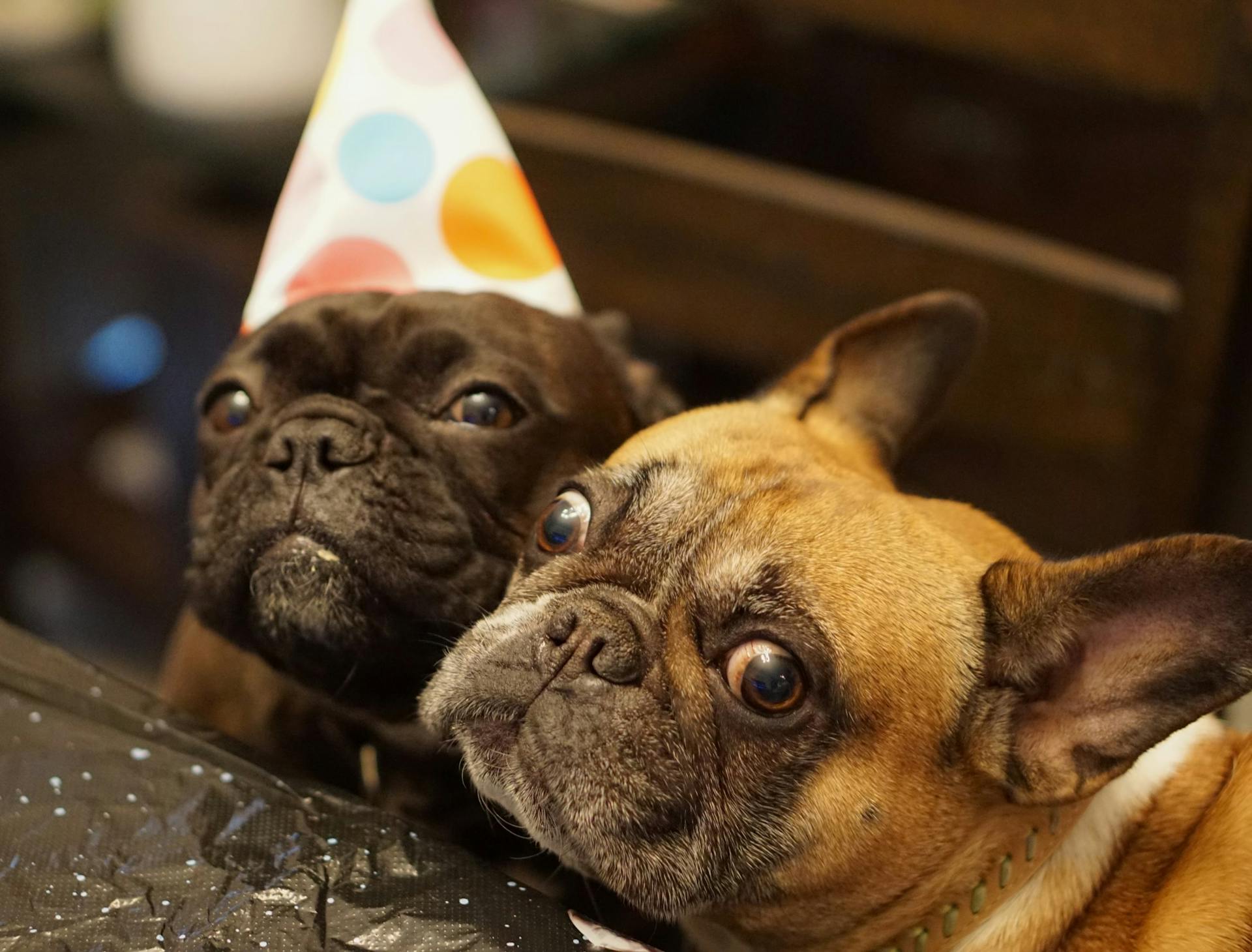 Bulldog français dans un chapeau de fête assis à la table avec un ami