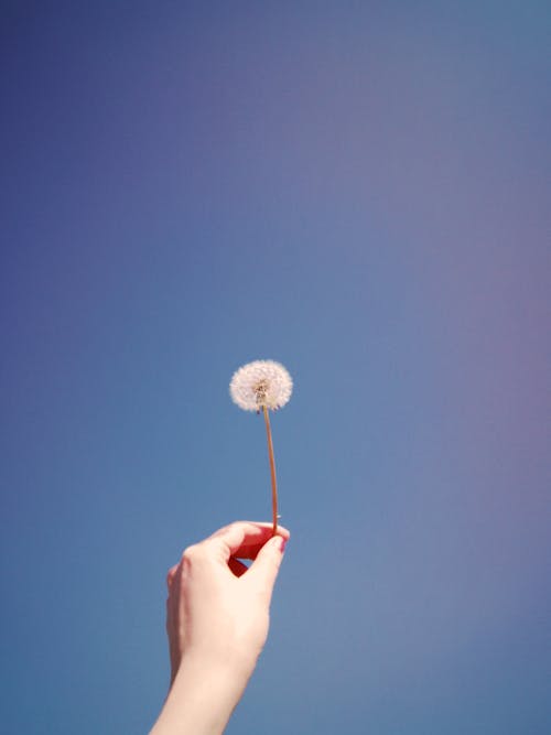 Person Holding a Dandelion on the Background of a Clear Blue Sky 