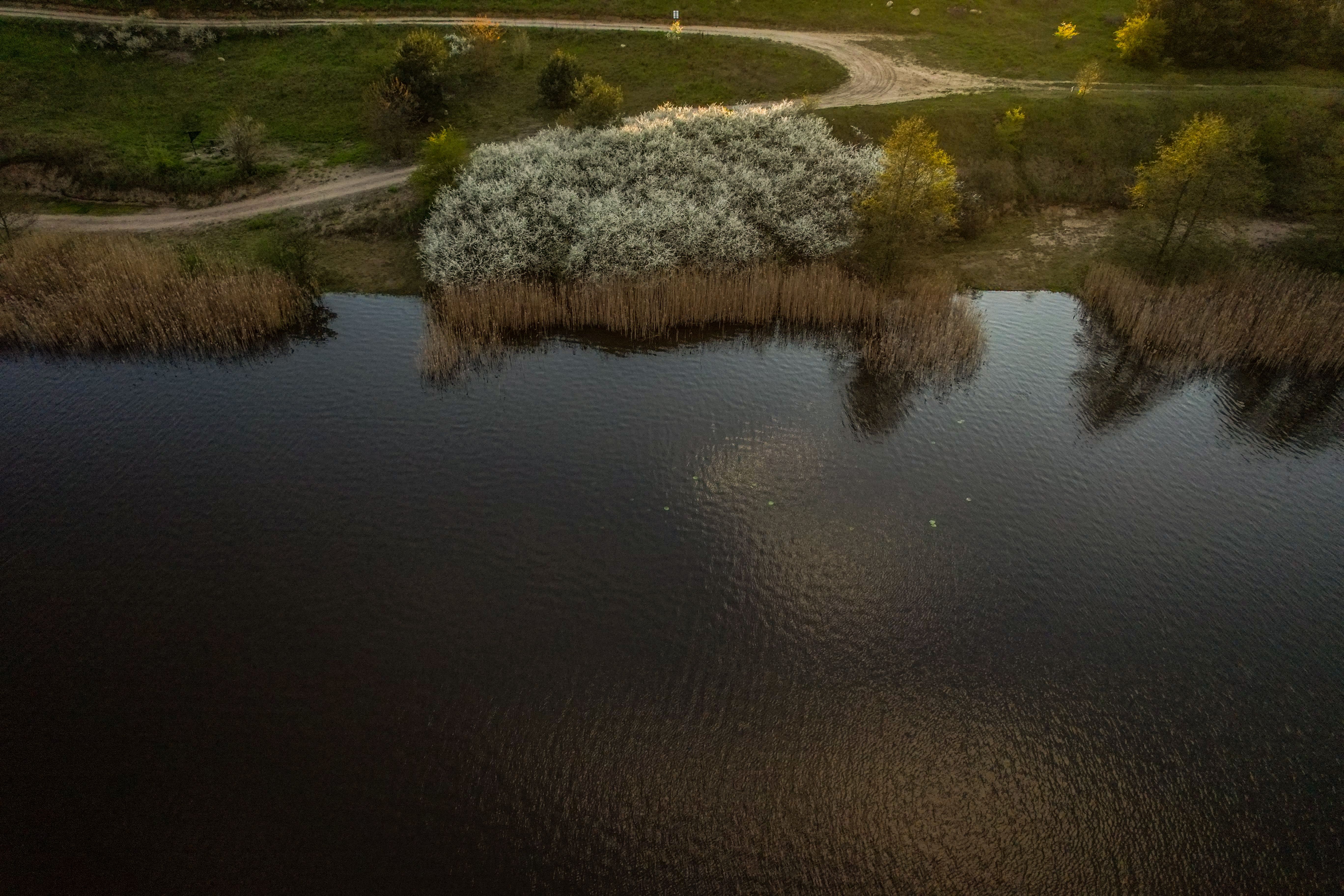 Rushes and Trees around River · Free Stock Photo