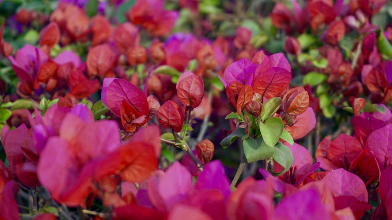 Ücretsiz Pembe çiçek Yatağı Stok Fotoğraflar
