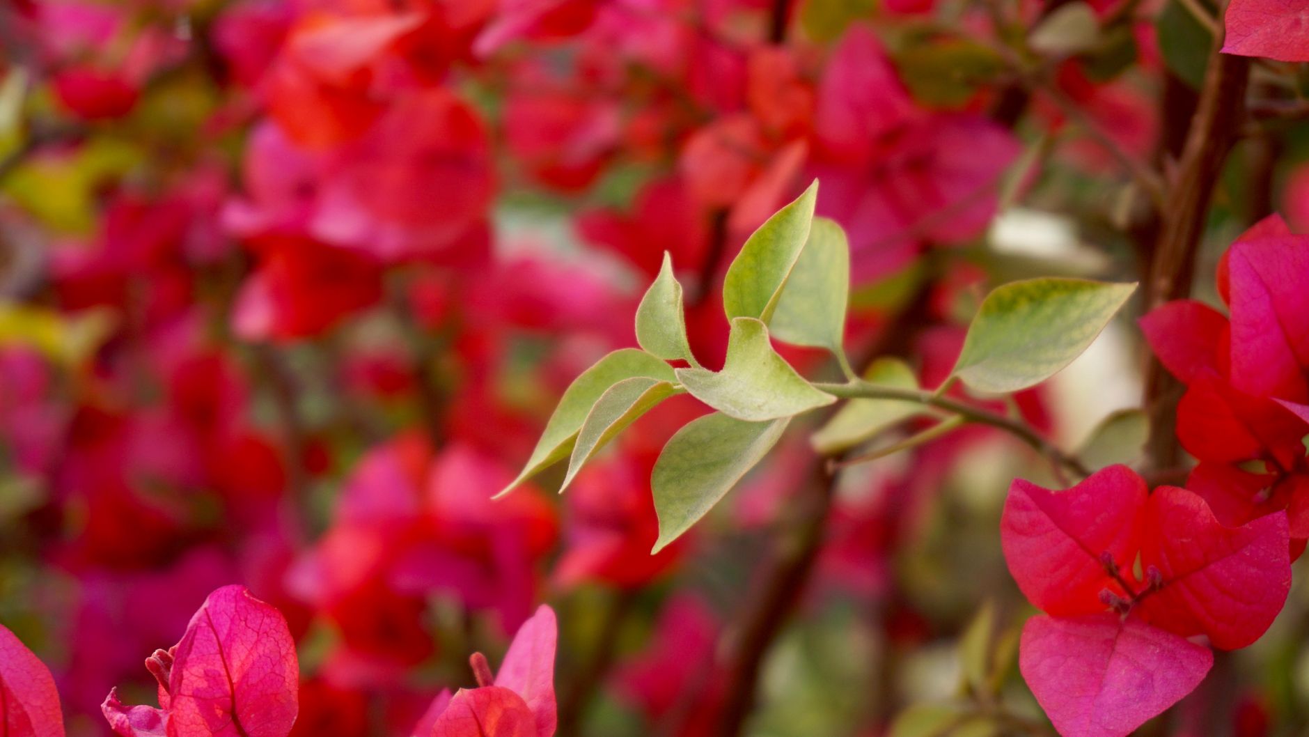 Bright pink bougainvillea with leaves in a garden setting. — free online jigsaw puzzle on JigsawPuzzlesFreeOnline.org