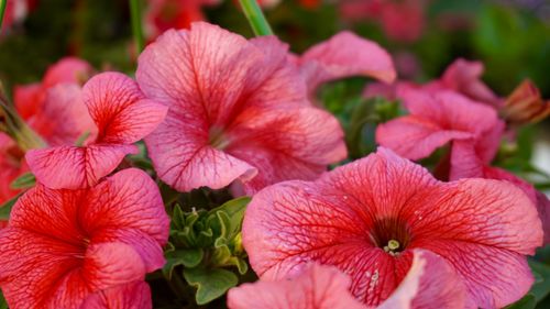 Free Close-up of vibrant pink petunias blooming in an outdoor garden setting, showcasing vivid colors and natural beauty. Stock Photo