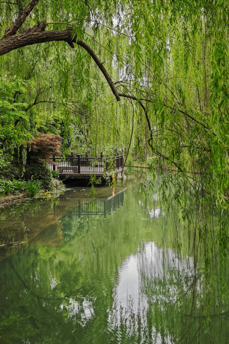 A Willow Over The Water In A Park 