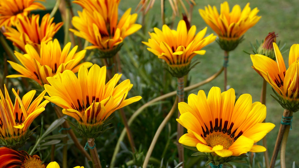 Yellow Flowers