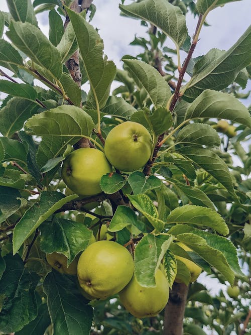 Close-up of Green Apples on a Tree