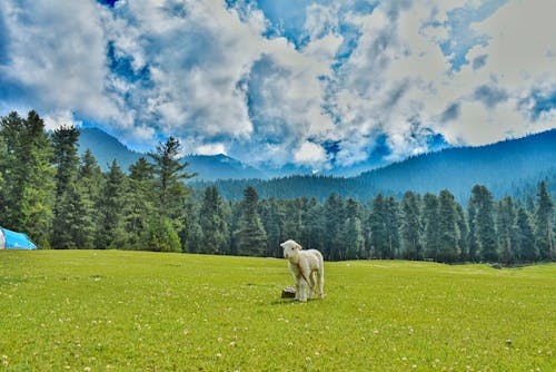 動物, 吃草, 山 的 免费素材图片