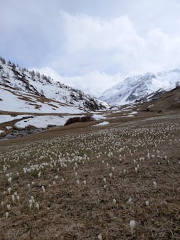 A scenic winter landscape of snowcapped mountains and a blooming meadow under an overcast sky.