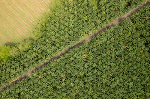 Fotos de stock gratuitas de bosque, carretera, foto con dron