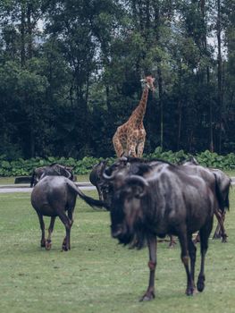 Giraffe towering over a herd of wildebeests in a lush, green landscape.