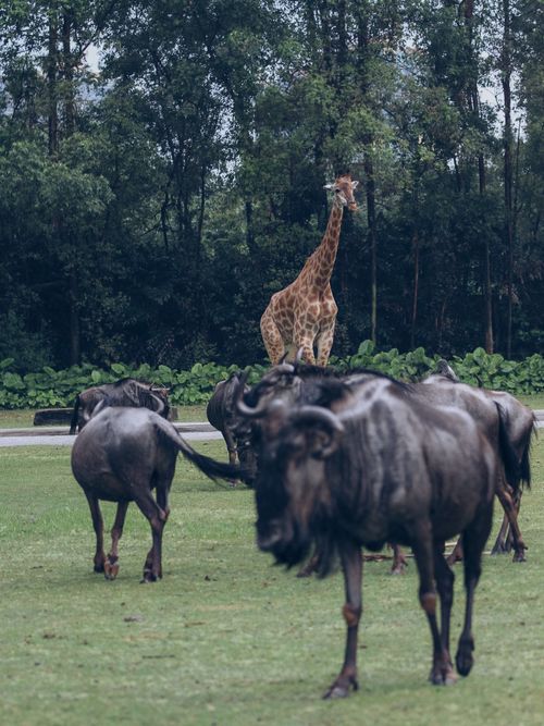Free Giraffe towering over a herd of wildebeests in a lush, green landscape. Stock Photo