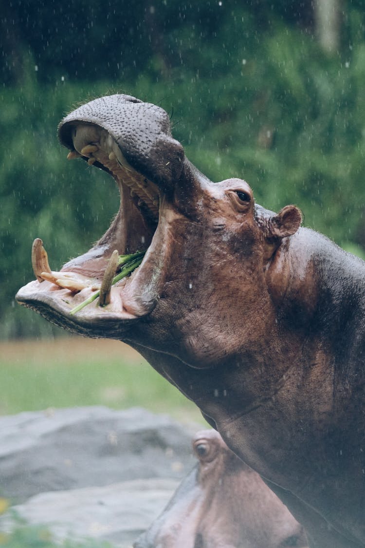 Hippo Roaring In Rain