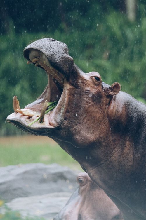 Free Majestic hippopotamus roaring in a rainy natural habitat. Stock Photo