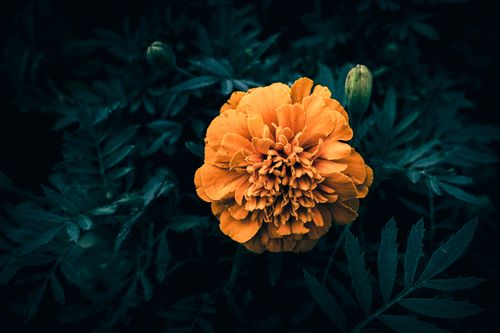 Free Close-up of a vivid marigold flower set against deep green leaves, showcasing nature's beauty. Stock Photo