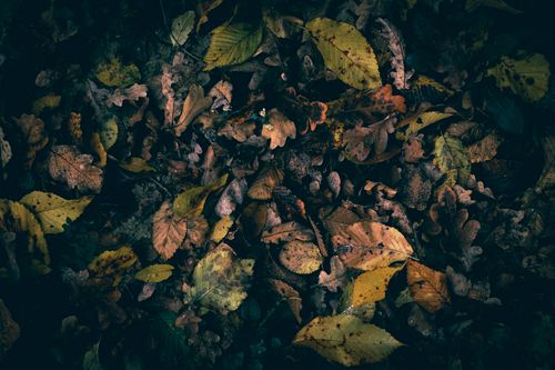Free Dark and atmospheric photo of autumn leaves scattered on the forest ground. Stock Photo