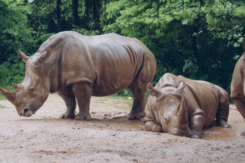 Free Two rhinoceroses enjoying a muddy area surrounded by lush greenery in a natural habitat. Stock Photo