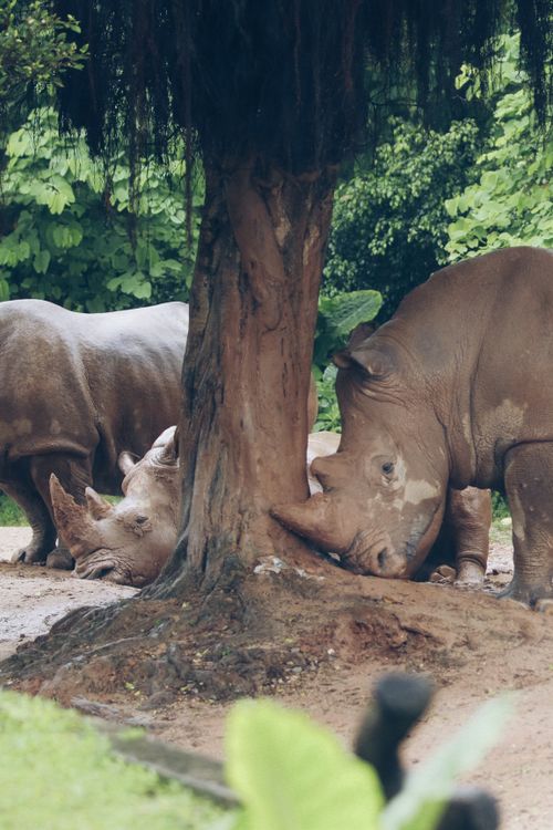 Free Two rhinos relax under a tree in their natural forest environment, showcasing wildlife serenity. Stock Photo