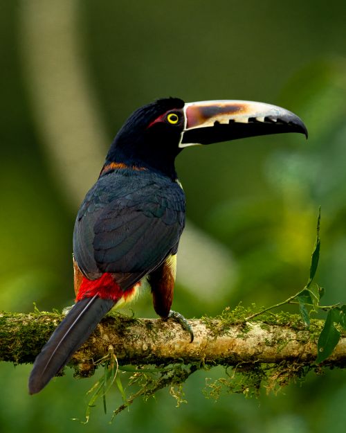 Free Vibrant toucan resting on a branch in the lush jungle, showcasing wildlife beauty. Stock Photo