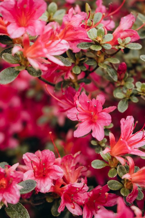 Free Close-up of colorful pink azalea blossoms in a lush garden setting. Stock Photo