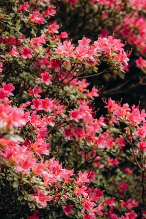 Free Close-up of vibrant pink azaleas in full bloom, showcasing nature's beauty. Stock Photo