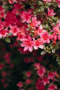 pink azalea flowers blooming