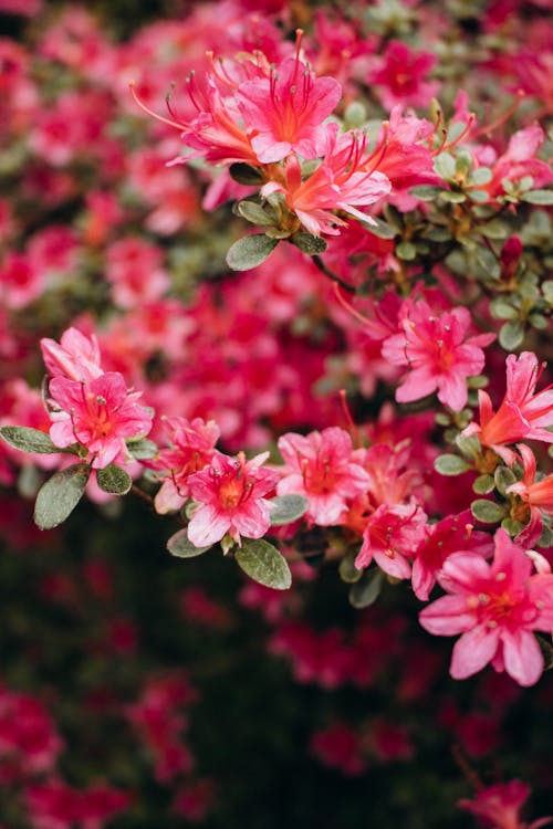 Close-up of Azalea Flowers