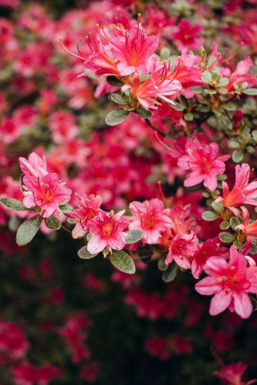Free A lush display of vibrant pink azalea flowers blooming in springtime, showcasing nature's beauty. Stock Photo