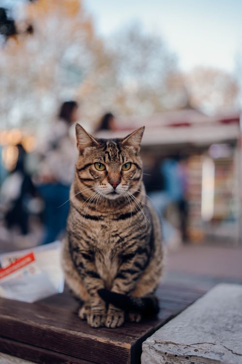 Free Tabby cat sitting on a table outdoors, with people blurred in the background. Stock Photo