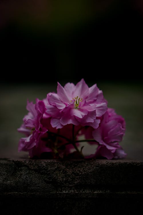 Close-up of Cherry Blossom Flowers 