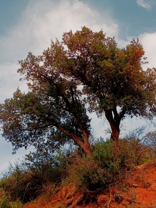 Free Stunning landscape of a lone tree on a colorful hilltop against a bright blue sky, perfect for nature-themed projects. Stock Photo