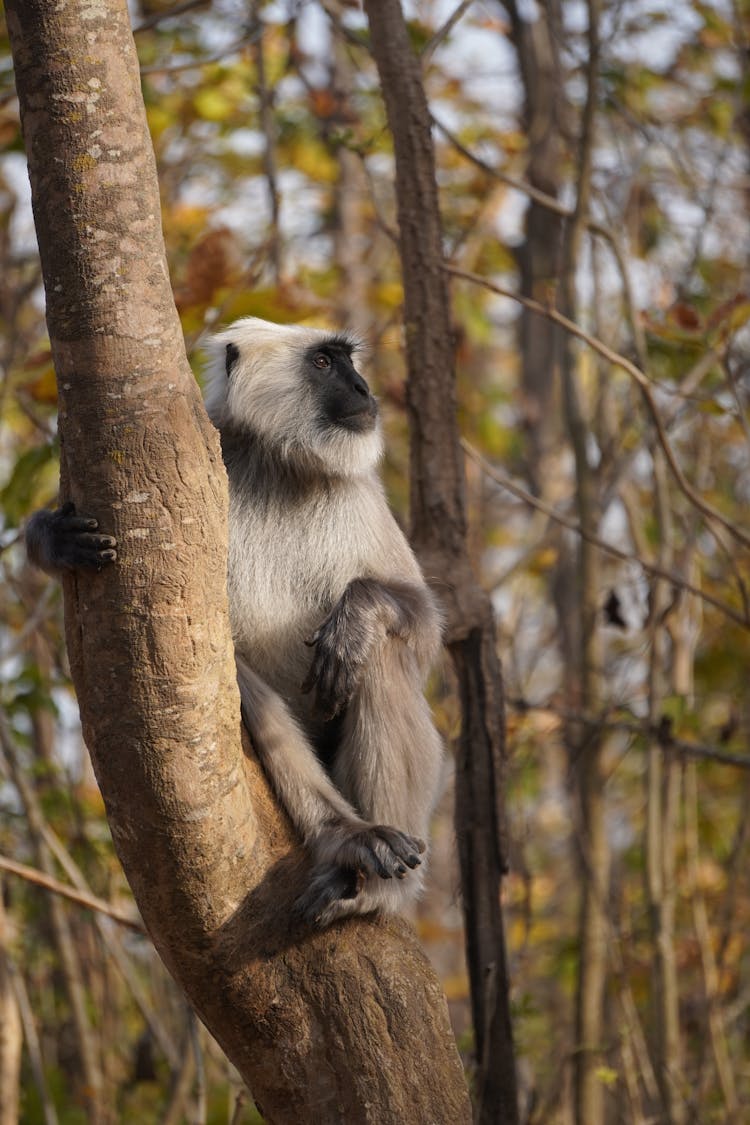 Monkey In Forest