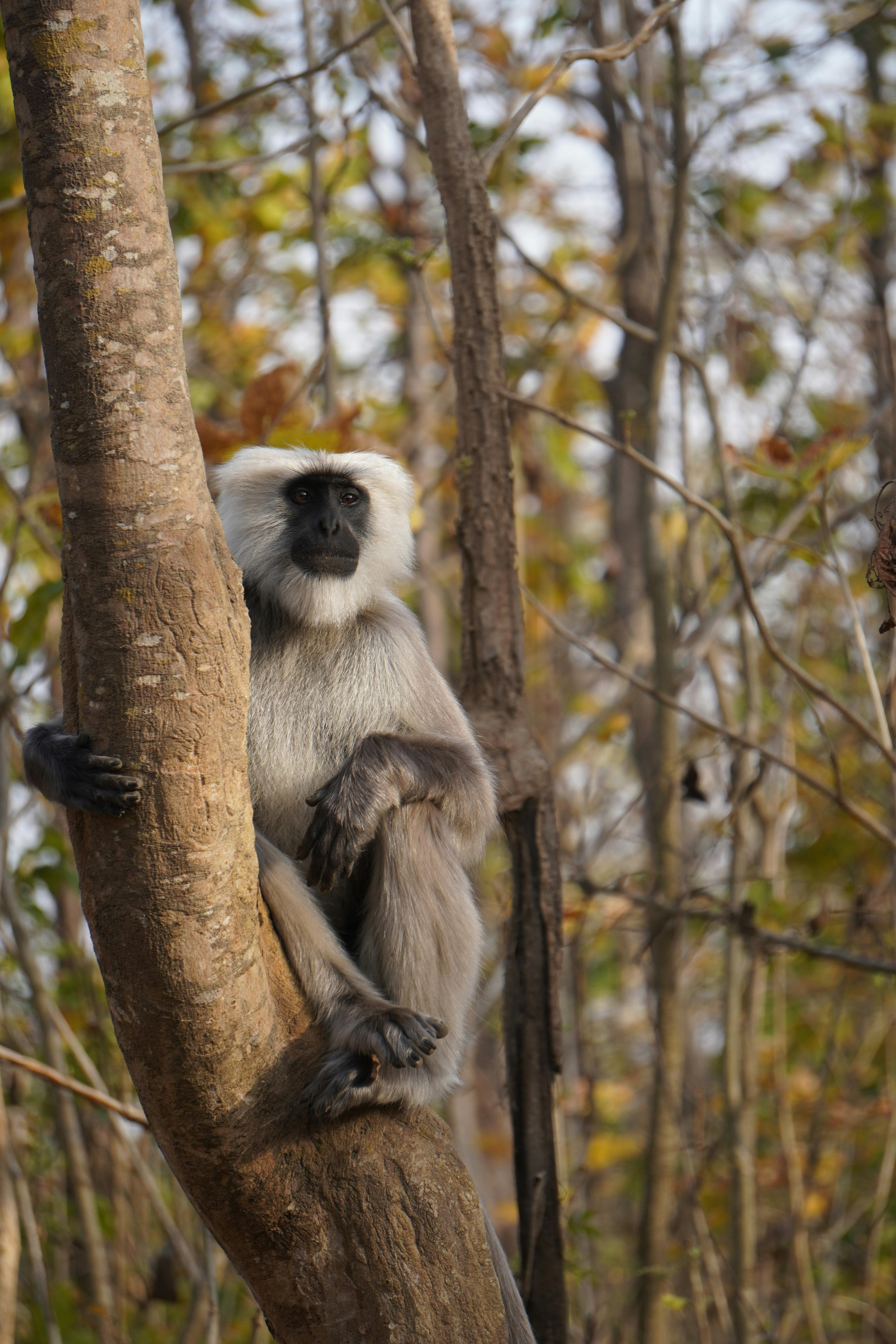 A Gray Langur Monkey in the Wild · Free Stock Photo