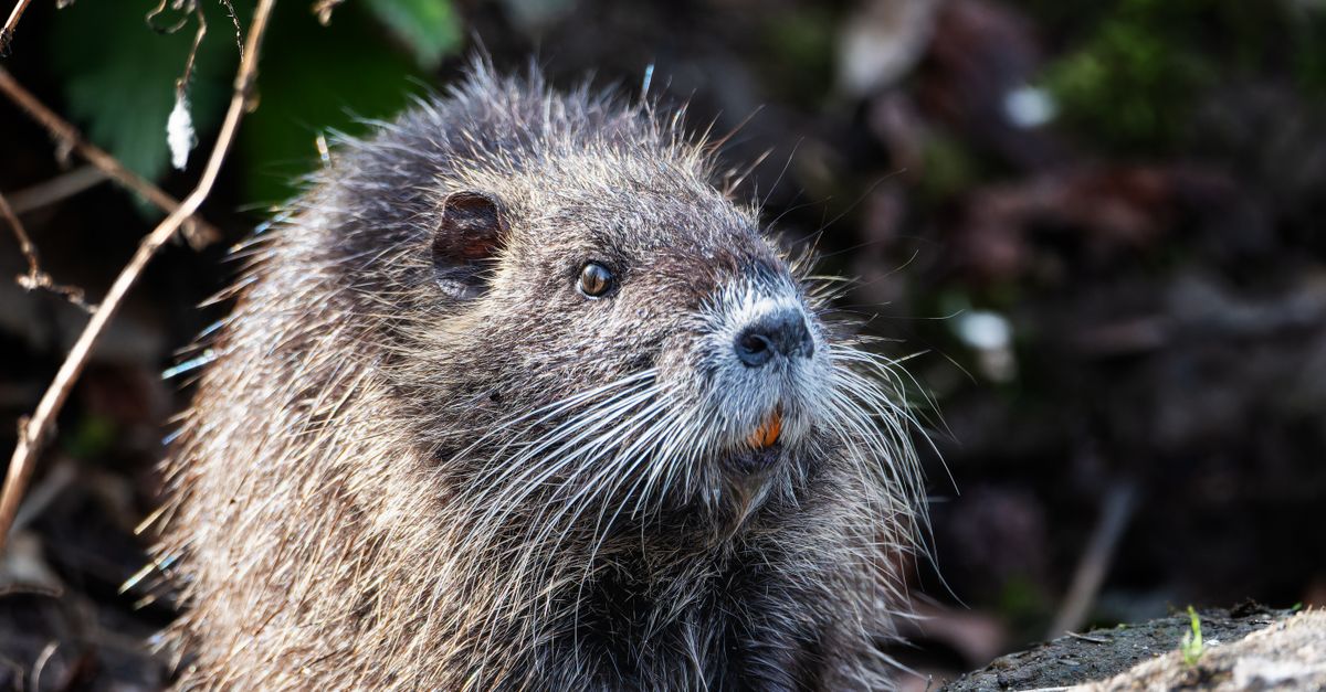 Beavers And Rocks Beaver on Rocks · Free Stock Photo