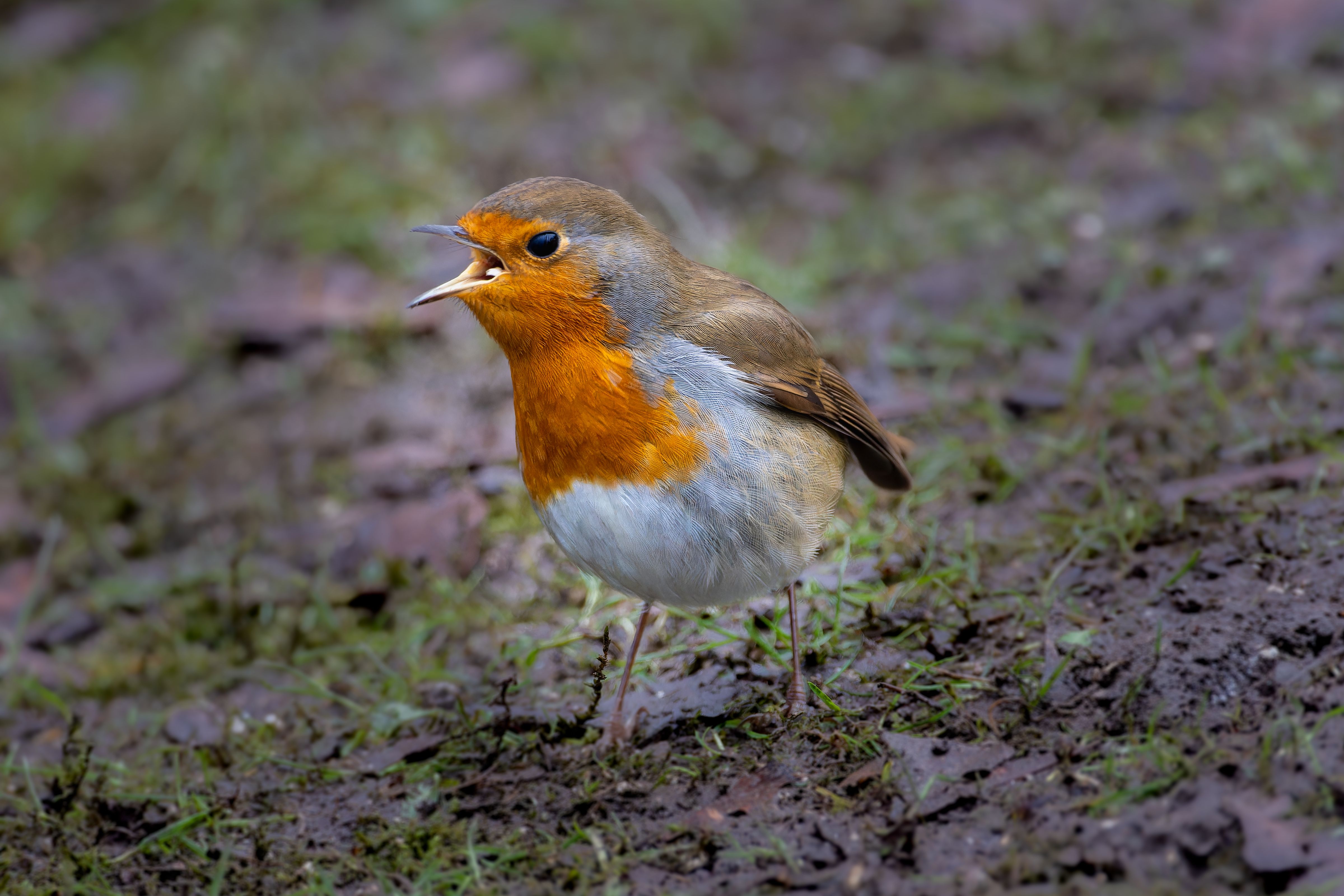 Robin Bird in Nature · Free Stock Photo