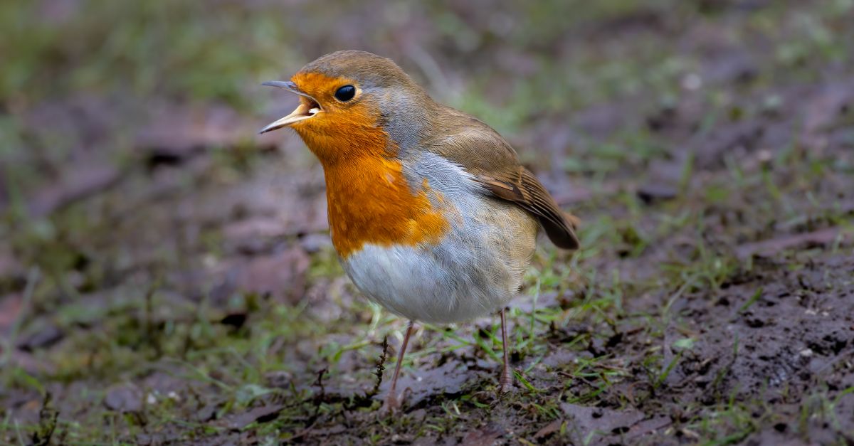 Robin In Nature Robin Bird in Nature · Free Stock Photo