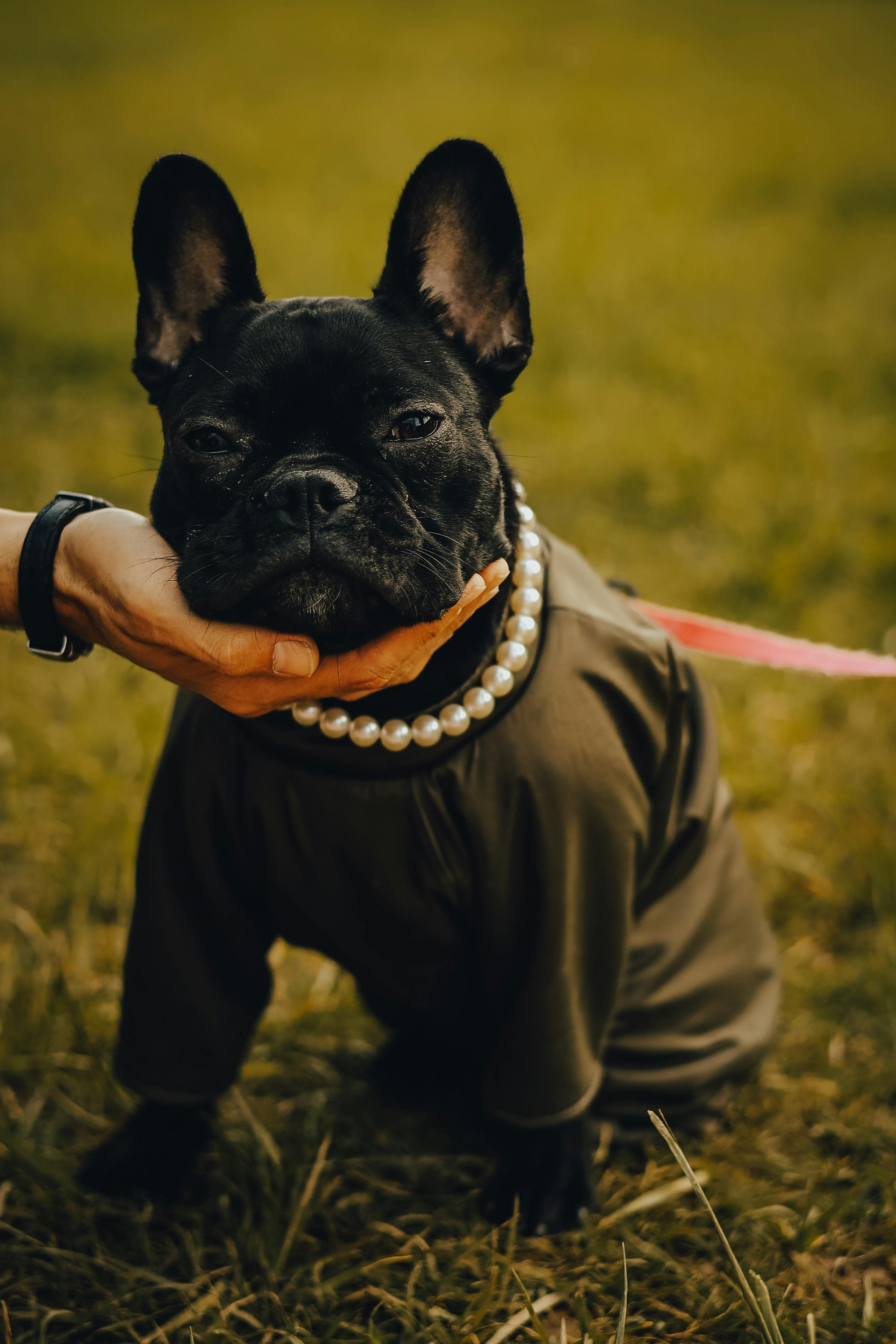 Gratis Anjing Bulldog Prancis Yang Ditepuk Tangan Dengan Kalung Dan Pakaian Foto Stok